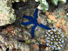 Starfish such as this can be seen regularly in shallow areas scattered accross the reef!